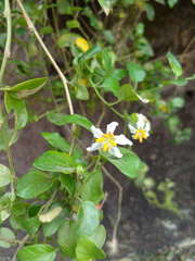 Solanum brevifolium