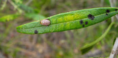 Calotheca