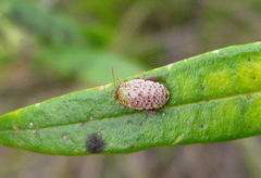 Calotheca