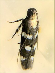 Filatima arizonella