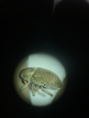 Tychius meliloti