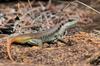 Rainbow Skink - Photo (c) Wynand Uys, some rights reserved (CC BY), uploaded by Wynand Uys
