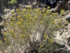 Chrysothamnus greenei