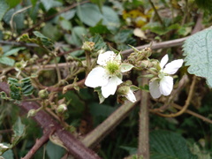 Rubus glaucus
