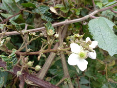 Rubus glaucus