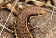 Trachylepis damarana