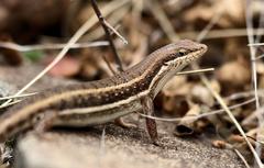 Trachylepis damarana