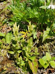 Gentianella propinqua