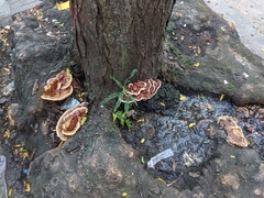 Ganoderma sessile