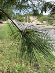 Pinus strobus