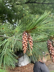 Pinus strobus
