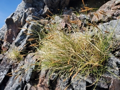 Carex circinata