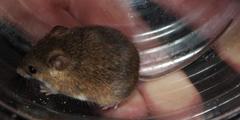 Acomys subspinosus