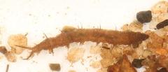 Athericidae