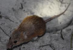 Acomys subspinosus