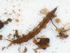 Athericidae