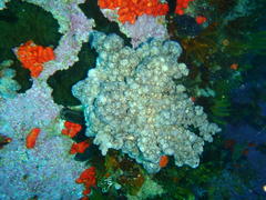 Eunephthya thyrsoidea