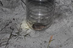 Acomys subspinosus