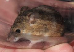 Acomys subspinosus