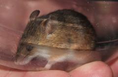 Acomys subspinosus