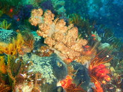 Eunephthya thyrsoidea