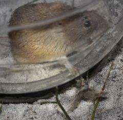 Acomys subspinosus
