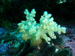 Eunephthya thyrsoidea