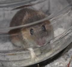 Acomys subspinosus