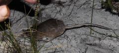 Acomys subspinosus