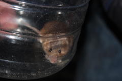 Acomys subspinosus