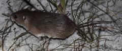 Acomys subspinosus