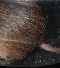 Acomys subspinosus