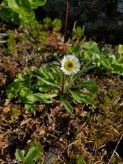 Erigeron humilis