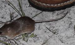 Acomys subspinosus