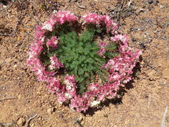 Lechenaultia macrantha