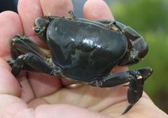 Potamonautes barnardi