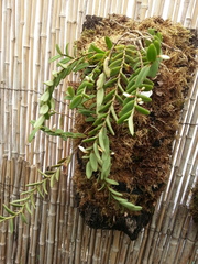 Angraecum pectinatum