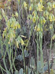 Cotyledon orbiculata spuria