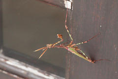 Empusa binotata