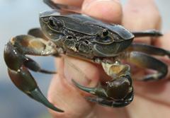 Potamonautes barnardi