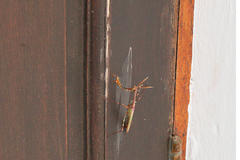 Empusa binotata
