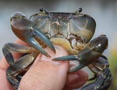 Potamonautes barnardi