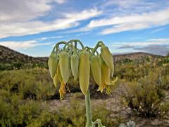 Cotyledon orbiculata spuria