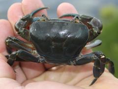Potamonautes barnardi