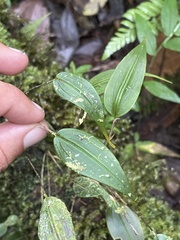 Lepanthes janitor
