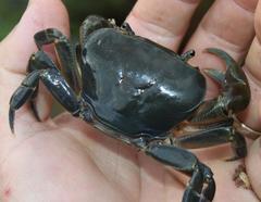 Potamonautes barnardi