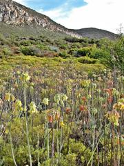 Cotyledon orbiculata spuria