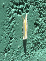 Crambus girardellus