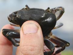 Potamonautes barnardi