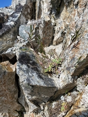 Draba lonchocarpa